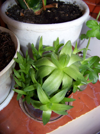 Suculenta - 3Diferite plante apartament sa