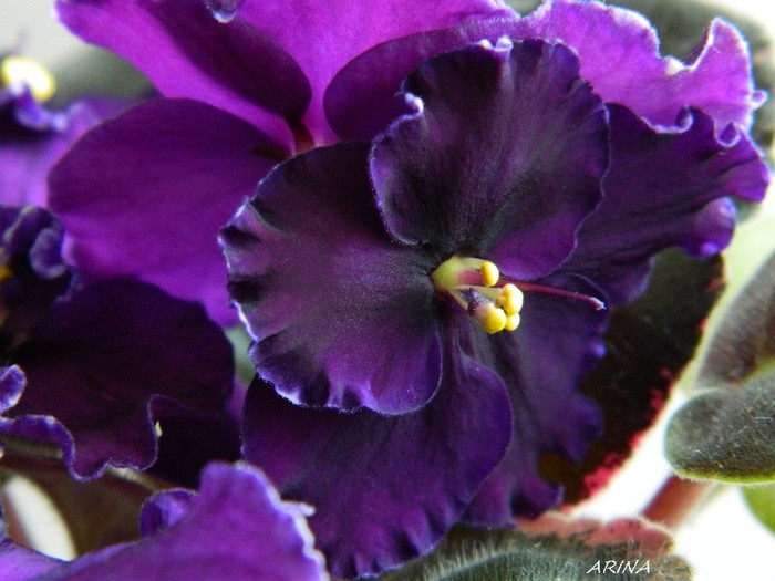 DSCN6683 - 0 Violete africane-saintpaulia februarie 2012