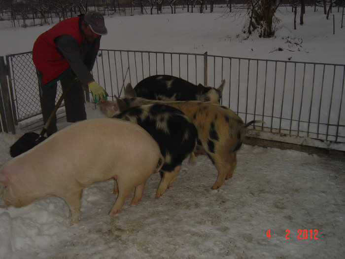 poze 843 - 0 GOSPODARIA NOASTRA