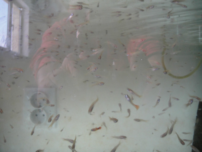 DSC02942 - crescatorie pesti 2012