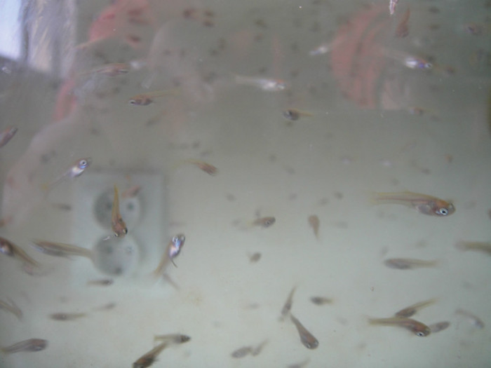 DSC02944 - crescatorie pesti 2012