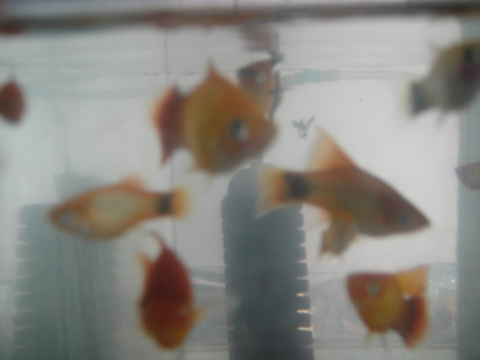 DSC02945 - crescatorie pesti 2012