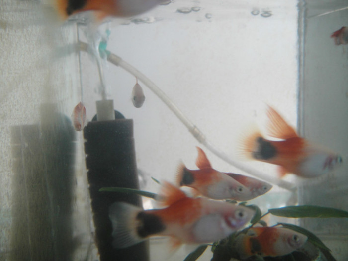 DSC02947 - crescatorie pesti 2012