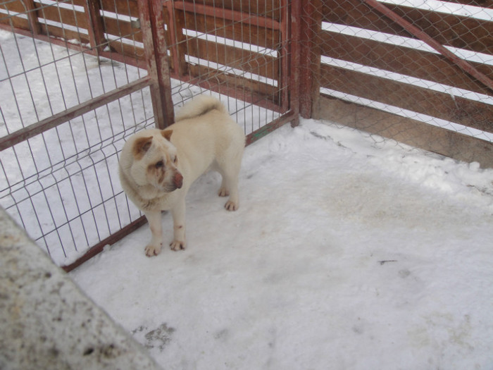 DSC02975 - sharpei bear coat