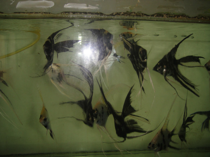 DSC02872 - crescatorie pesti 2012