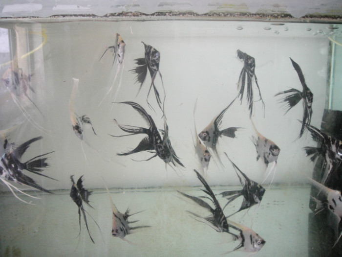 DSC02874 - crescatorie pesti 2012