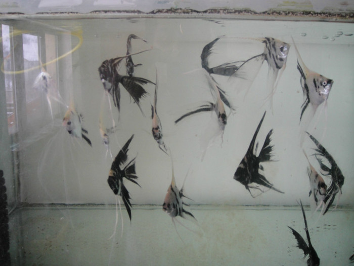 DSC02876 - crescatorie pesti 2012