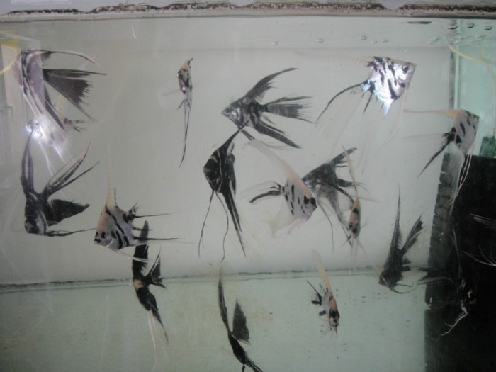 DSC02877 - crescatorie pesti 2012