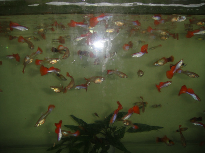 DSC02879 - crescatorie pesti 2012