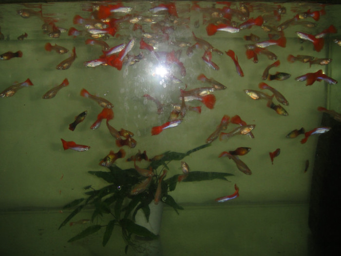 DSC02880 - crescatorie pesti 2012