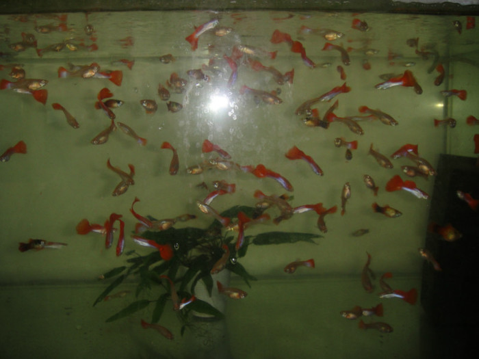 DSC02881 - crescatorie pesti 2012