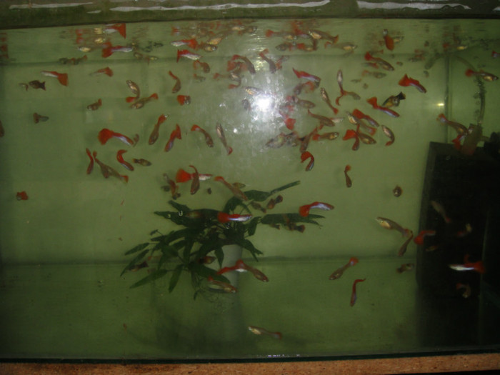 DSC02882 - crescatorie pesti 2012