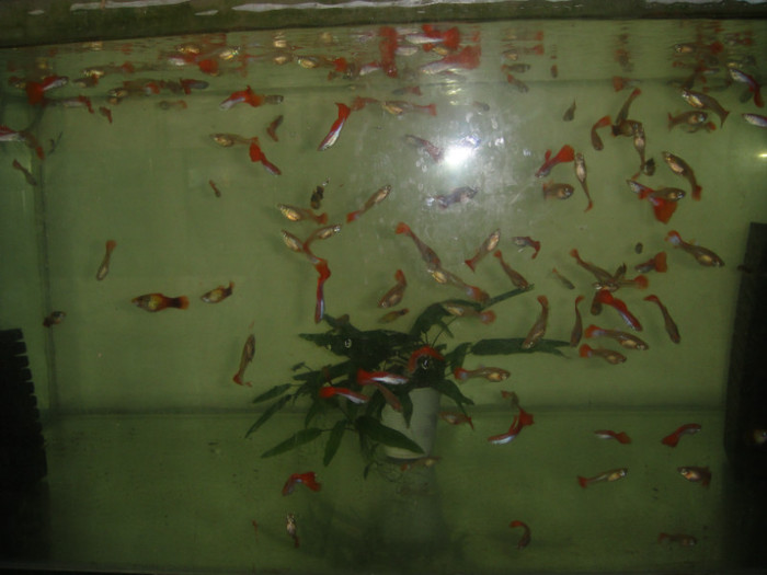 DSC02883 - crescatorie pesti 2012