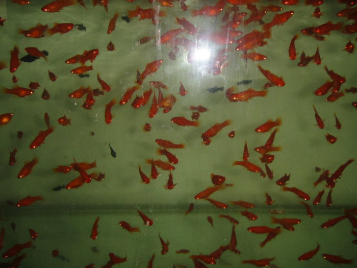 DSC02885 - crescatorie pesti 2012