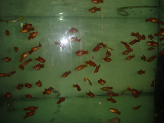 DSC02886 - crescatorie pesti 2012