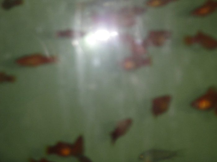 DSC02888 - crescatorie pesti 2012