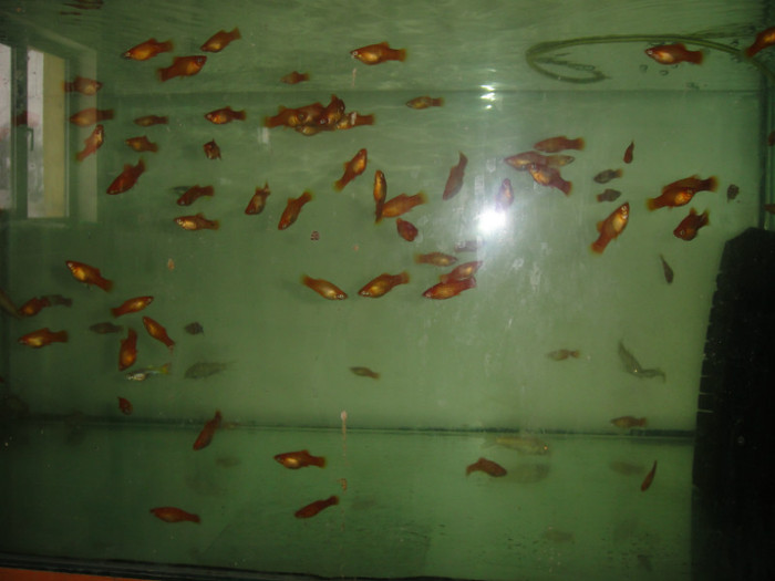 DSC02889 - crescatorie pesti 2012