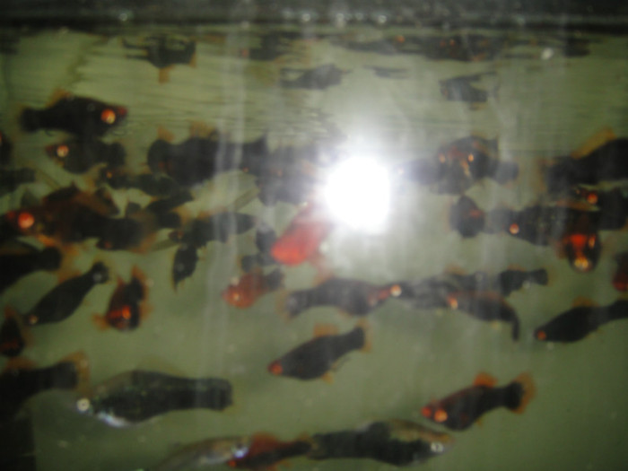 DSC02891 - crescatorie pesti 2012