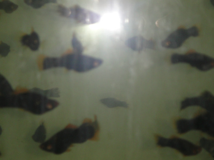 DSC02892 - crescatorie pesti 2012