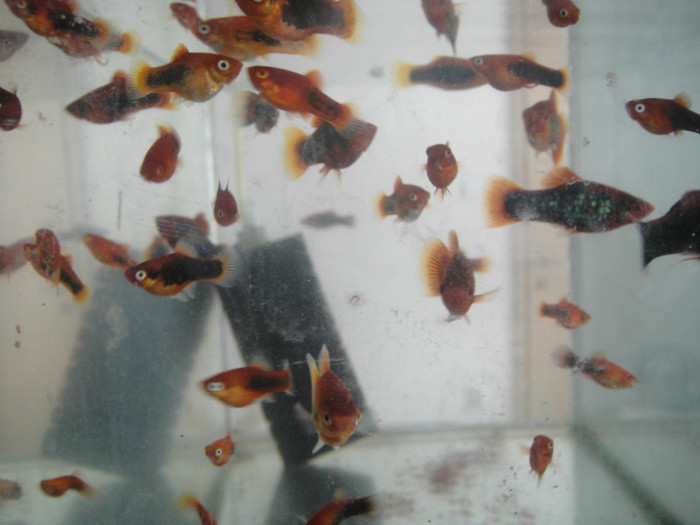 DSC02893 - crescatorie pesti 2012