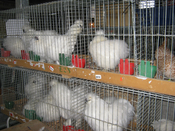 an-ziege- 011 - vizita crescatoriilor de iepuri oi si gaini din zona -sucevei-vaslui