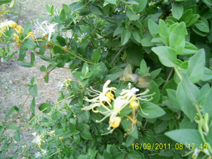 PIC_0305 - lonicera