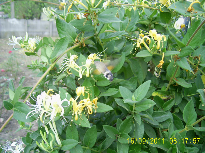 PIC_0306 - lonicera