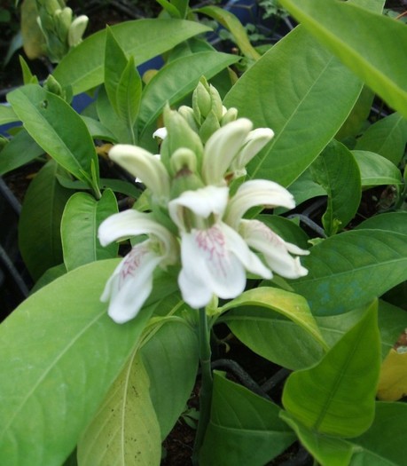 Adhatoda basica - Acanthaceae-poze net