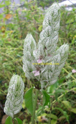 JACOBINIA BETONICA - Acanthaceae-poze net