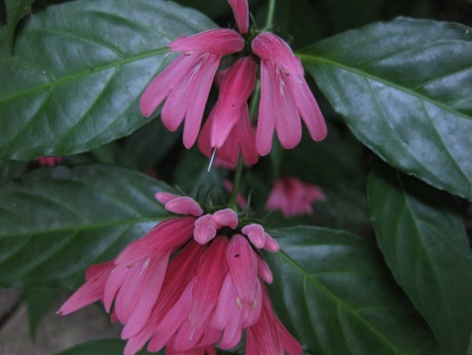 justicia nodosa-Dianthera - Acanthaceae-poze net