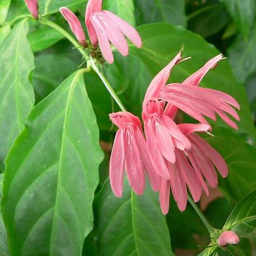 JACOBINIA NODOSA - Acanthaceae-poze net