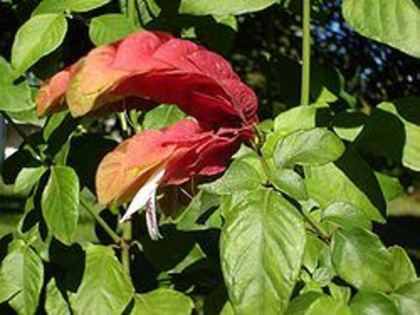 Justicia brandegeeana - Acanthaceae-poze net