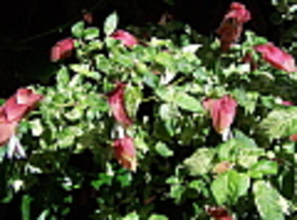 justicia brandegeana variegata - Acanthaceae-poze net