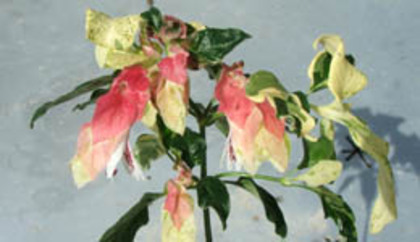 justicia brandegeana variegata - Acanthaceae-poze net