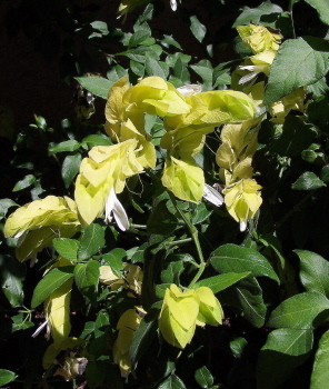 justicia brandegeana yellow queen - Acanthaceae-poze net