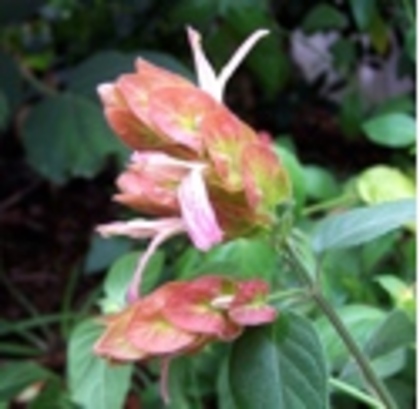 justicia brandegeana pink - Acanthaceae-poze net