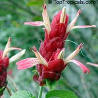 justicia brandegeana red - Acanthaceae-poze net