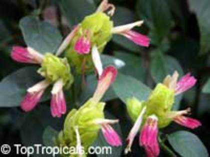 justicia brandegeana fruit cocktail - Acanthaceae-poze net