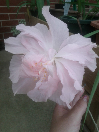 5.02.12 - Hibiscus 2011-2012