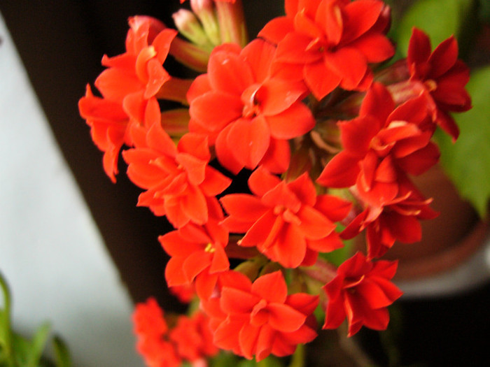 P1010846 - kalanchoe 2012 - iarna