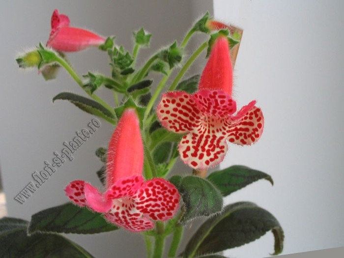 Kohleria Empress - KOHLERIA I