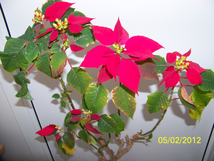 parca as mai las-o... - martie inainte si dupa tunsoare