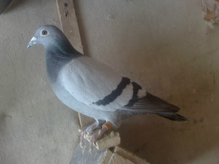 F 874831-09 NORMA LA VITEZA DEMIFOND SI GENERAL 8 clasari