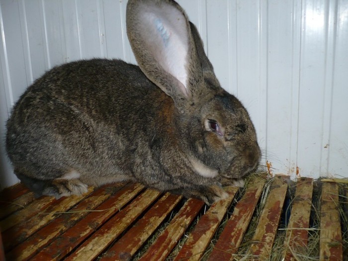 Mascul din aprilie 2011