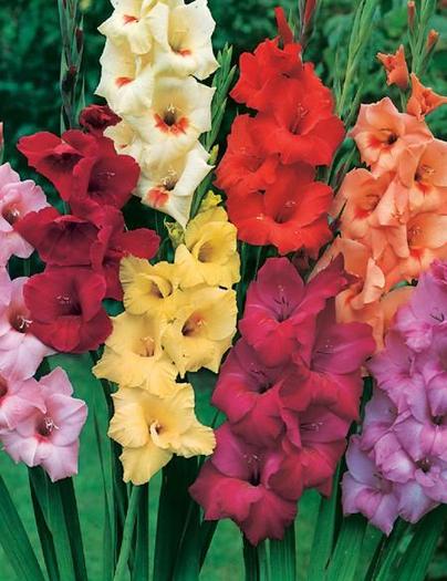 0035 Gladiole mix - GLADIOLE