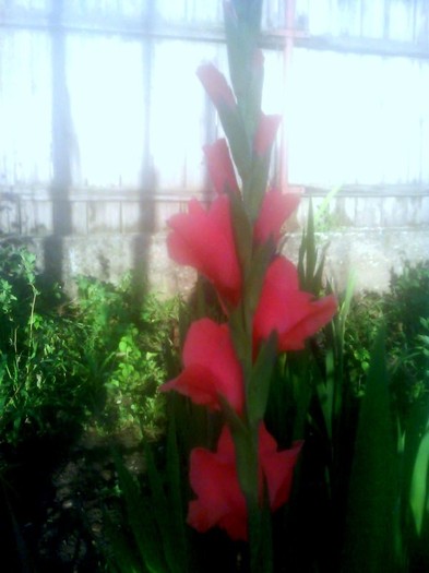 0038 Gladiole - GLADIOLE