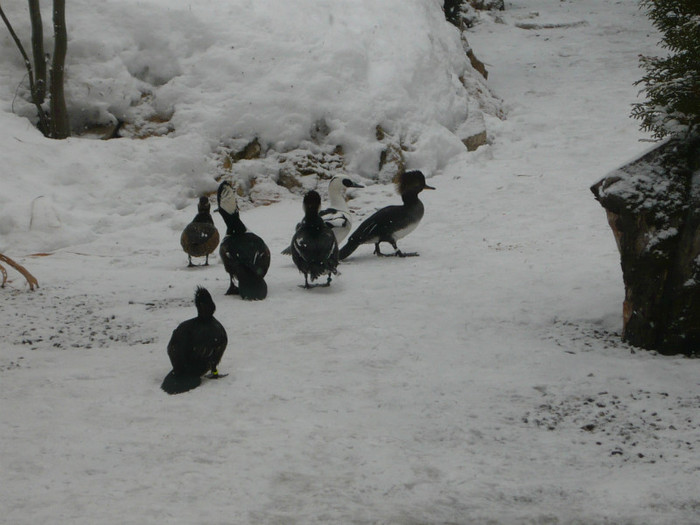 P1070814 - RATE CU EVANTAI KAPPENSAGER