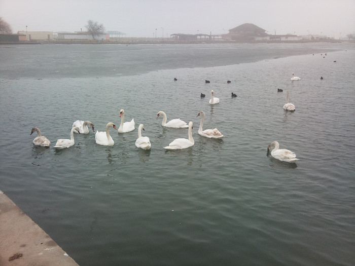 Photo633 - Marea la Neptun 2-02-2012