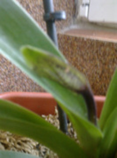 44155647_HBKIBDWVP - Paphiopedilum