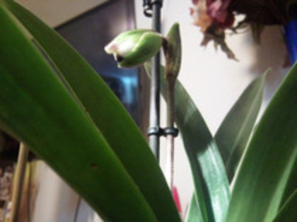 47553684_UKNIXYHGR - Paphiopedilum